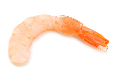 single shrimps on white background