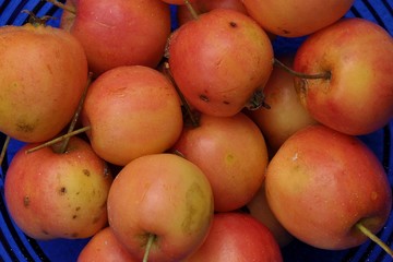 zieräpfel orange blau