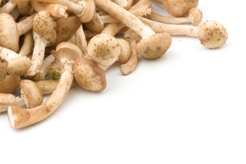 Honey agaric isolated on white background