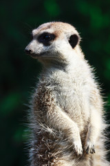 Erdmännchen Portrait