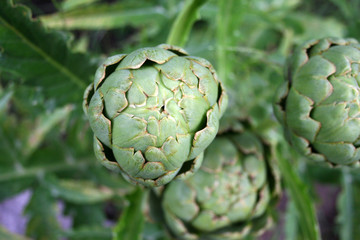 Fototapeta premium Three artichokes growing in a garden