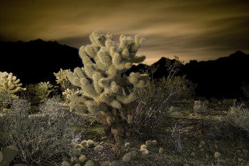 Cholla Cactus