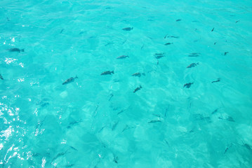 Shoal of fish