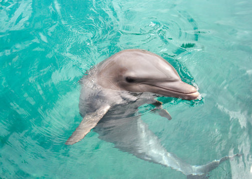 SMILING DOLPHIN