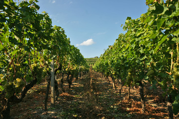 Naklejka premium Sillon