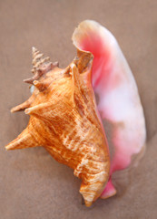 CONCH ON THE BEACH