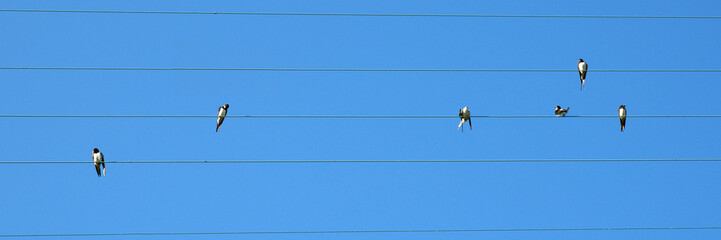 Notes d'oiseaux © Photo Passion