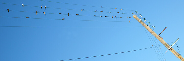 Poteau et oiseaux © Photo Passion