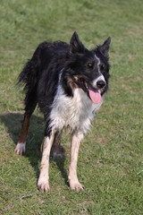 Fototapeta premium Border Collie