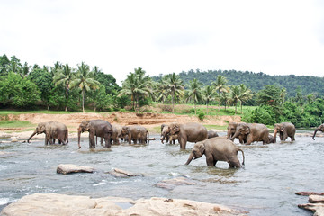Fototapeta na wymiar Elefanten baden im Fluss, Elefantenherde in Sri Lanka