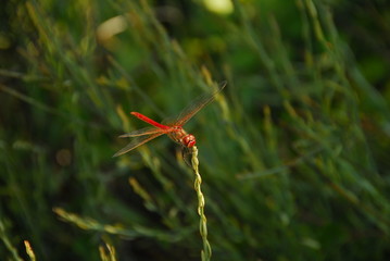 libellula