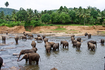 Elefanten baden im Fluss, Elefantenherde in Sri Lanka © travelview