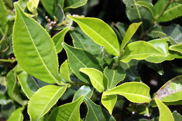 Plantation de thé