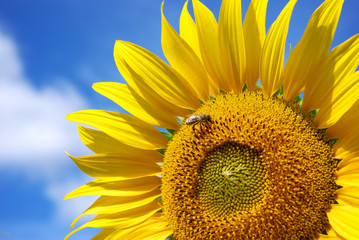 Naklejka premium Sunflower and sky