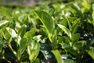 Plantation de thé