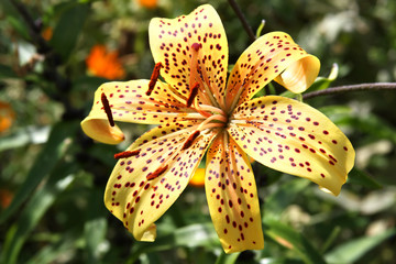 Yellow tiger lily