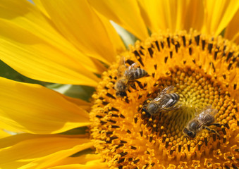 Biene auf Sonnenblume II