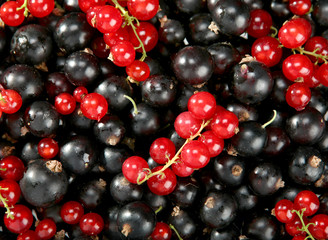 Red and black berry currant