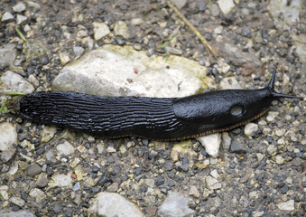 Slug