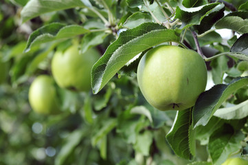 Apple 3