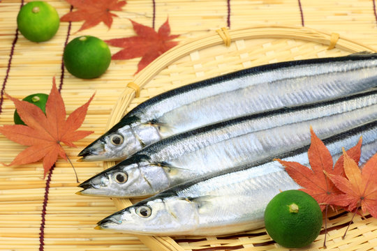 saury