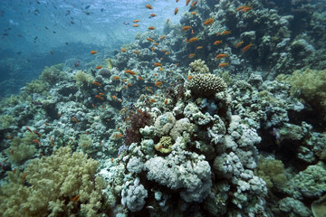 coral and fish