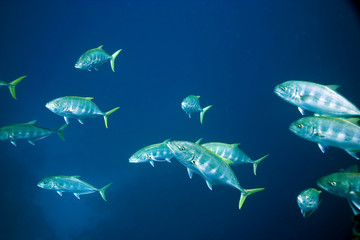 golden trevally