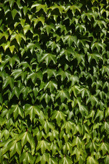 Epheublaetter gruen vollformatig