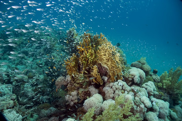 Fototapeta na wymiar coral and fish