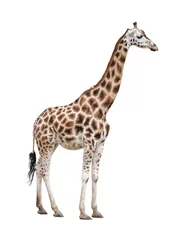 Crédence de cuisine en verre imprimé Girafe Giraffe female on white