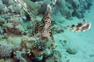 coral and lionfish