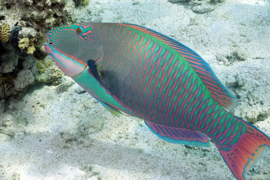 parrotfish