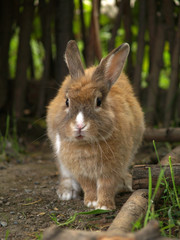 Rabbit