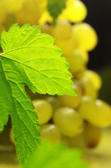 White grape close-up