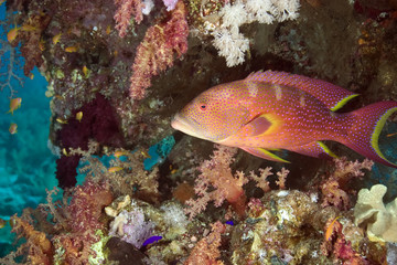 coral and lyretail grouper