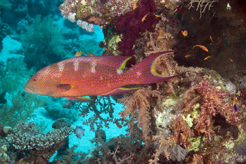 coral and lyretail grouper