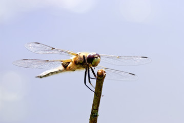 dragonfly macro (Anaciaeschna isoceles)
