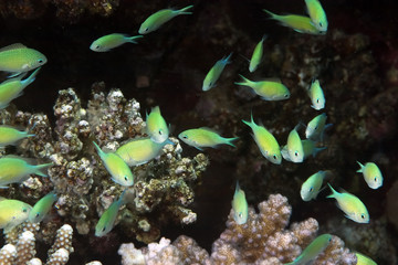 coral and bluegreen chromis