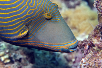 orange-striped triggerfish