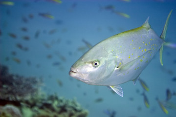 trevally