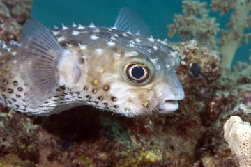 yellowspotted burrfish
