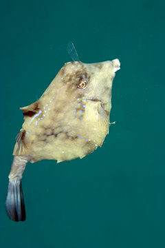 thornback boxfish