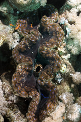 giant clam