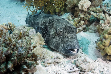 pufferfish © stephan kerkhofs