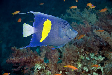 Fototapeta na wymiar yellowbar angelfish