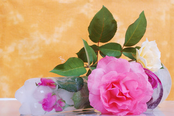 Beaufitul roses in studio, nice scene