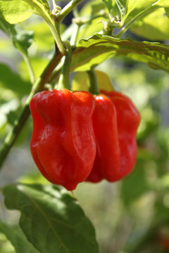 Habanero