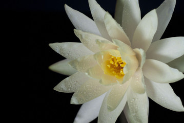 Water lily isolated on a black background