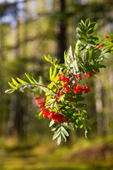 Branch of a rowan-tree