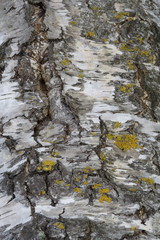 Birkenrinde mit Flechtenbesatz